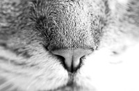Sample-Gallery-Wildlife
